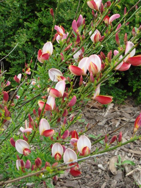 Cytisus scoparius 'Luna' fleur P24